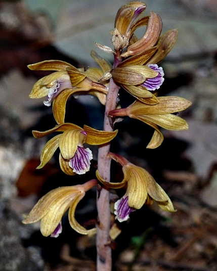 {Hexalectris spicata}